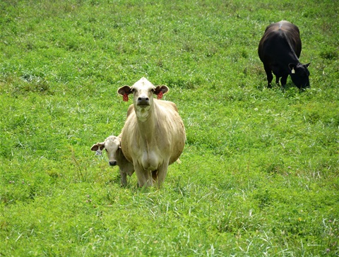 Cow in pasture.jpg
