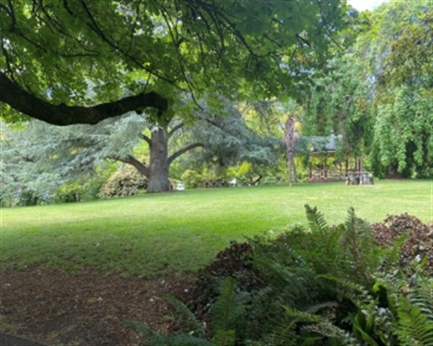 Trees at the Wombat Hill Botanical Gardens